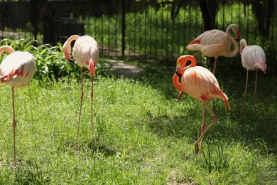 Photo of Many beautiful flamingos outdoors on sunny day