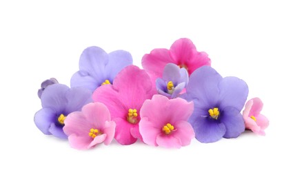 Photo of Fresh flowers of violet plant on white background