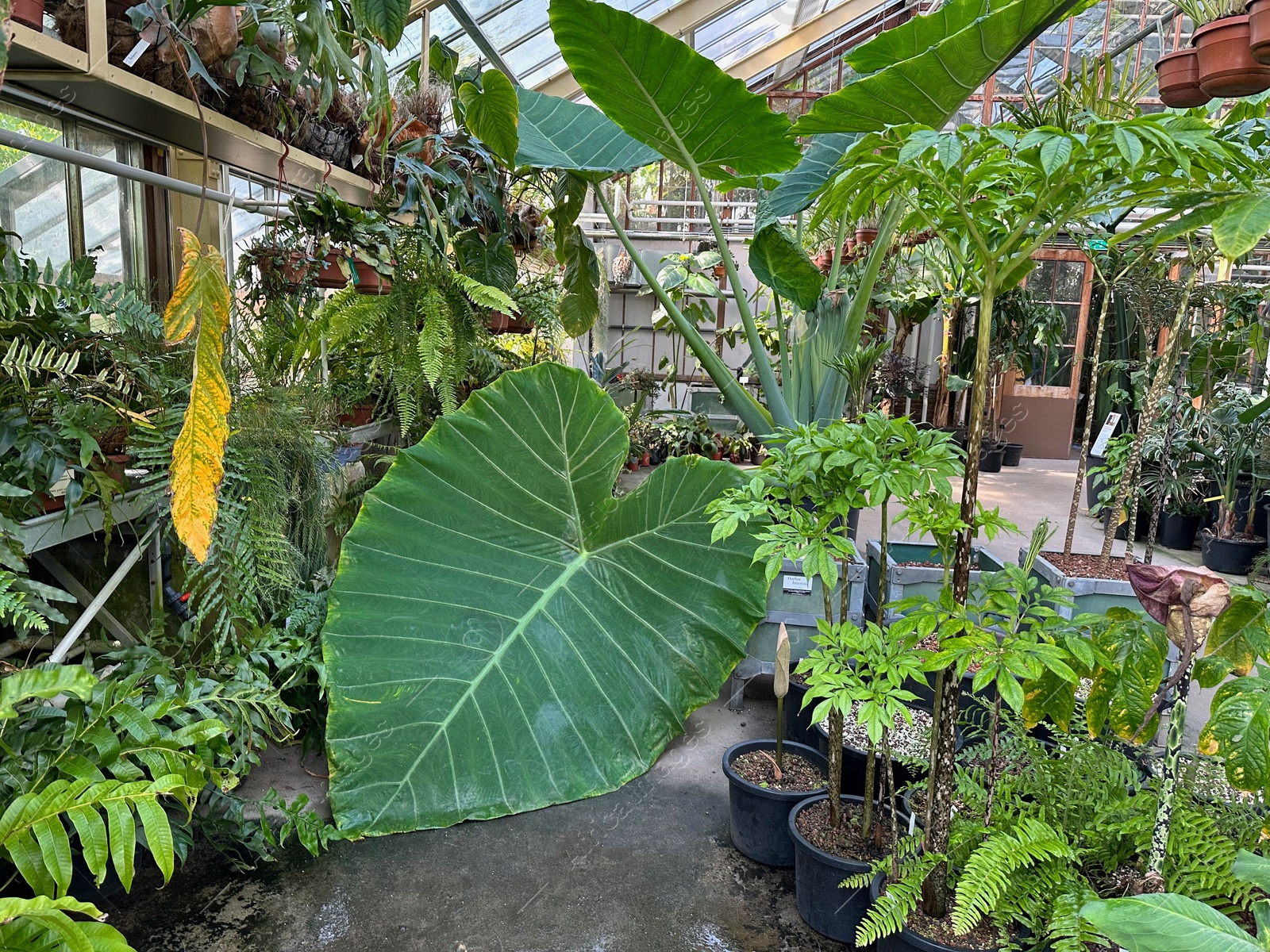 Photo of Many different plants growing in botanical garden