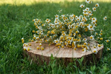 Beautiful bouquet of chamomiles on stump outdoors
