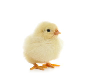 Photo of Cute fluffy baby chicken on white background