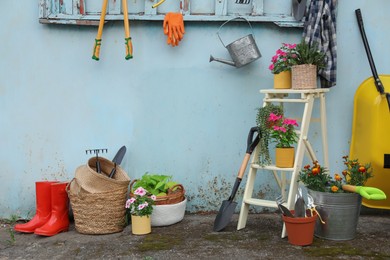 Beautiful plants, gardening tools and accessories near shed outdoors