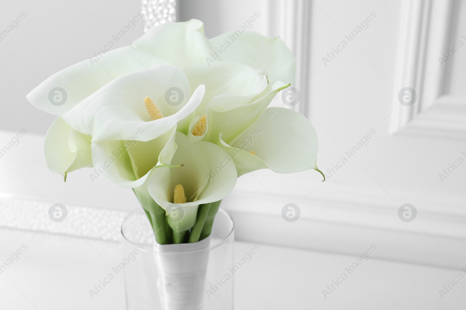Photo of Beautiful calla lily flowers in glass vase near white wall, closeup. Space for text