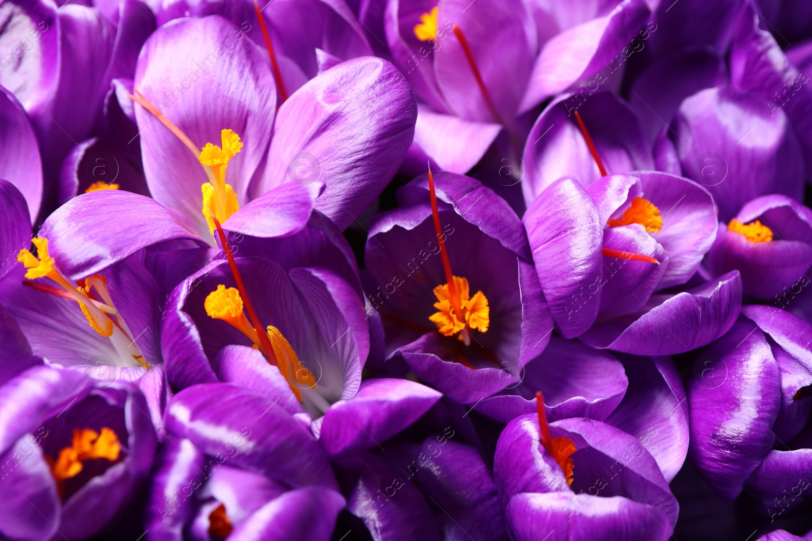 Photo of Beautiful Saffron crocus flowers as background, closeup