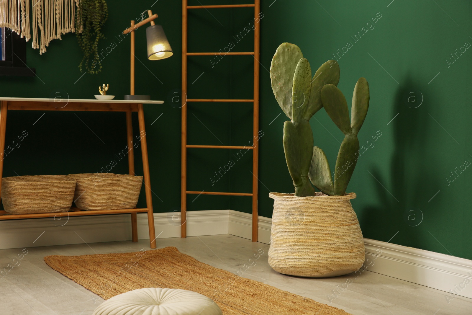 Photo of Potted cactus near green wall in room
