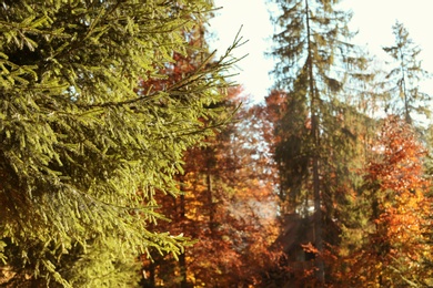 Photo of Green fir tree boughs and blurred forest on background. Space for text