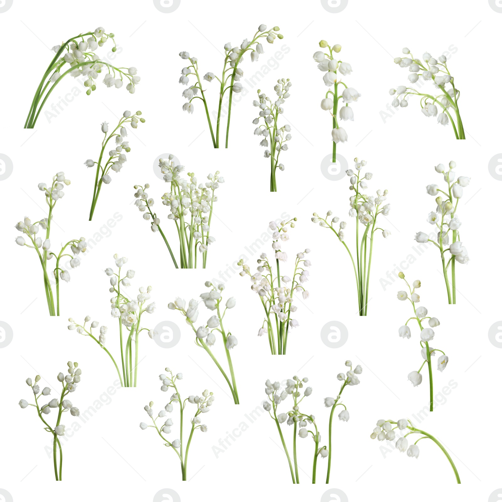 Image of Set of beautiful lily of the valley flowers on white background