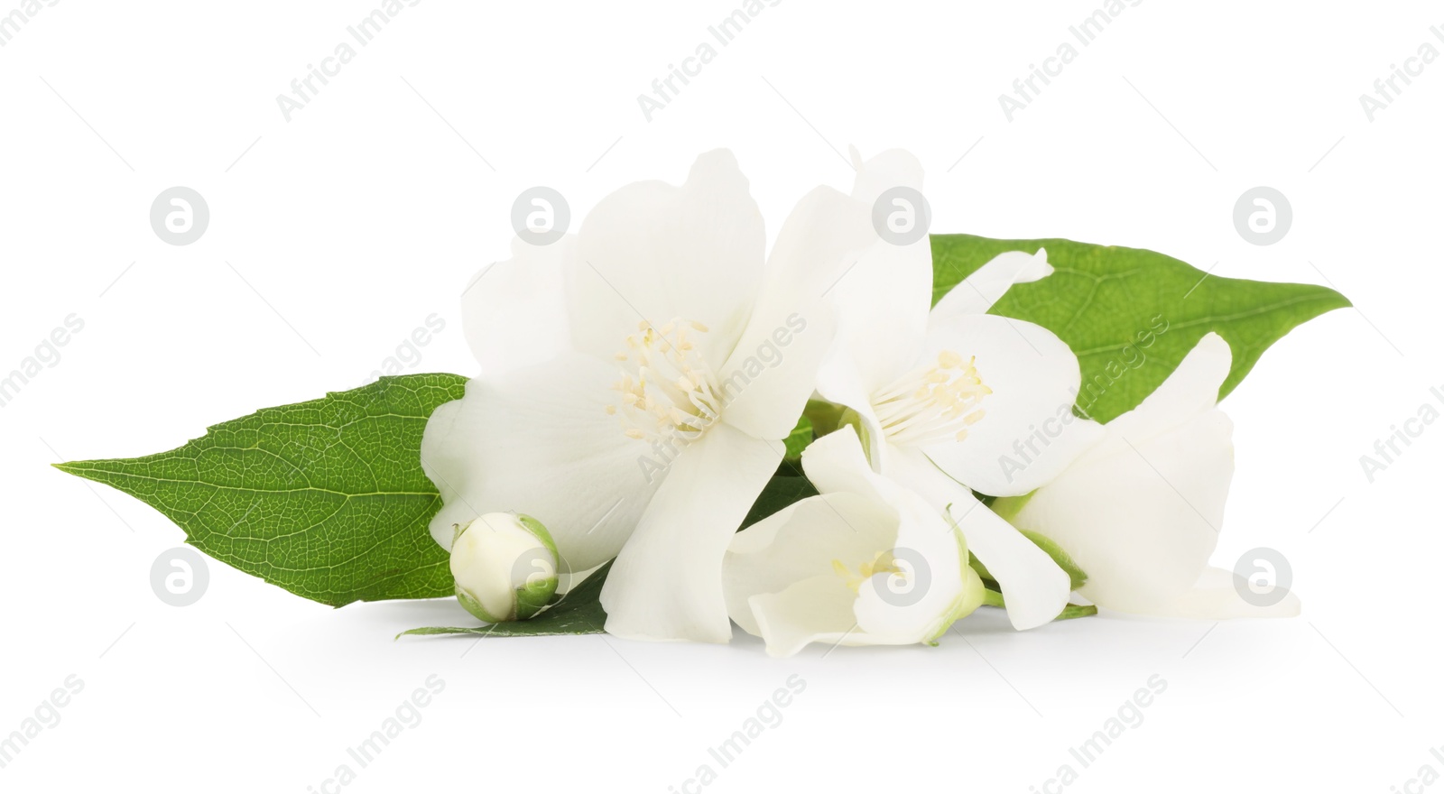 Photo of Branch of jasmine flowers and leaves isolated on white