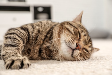 Photo of Tabby cat on floor in living room