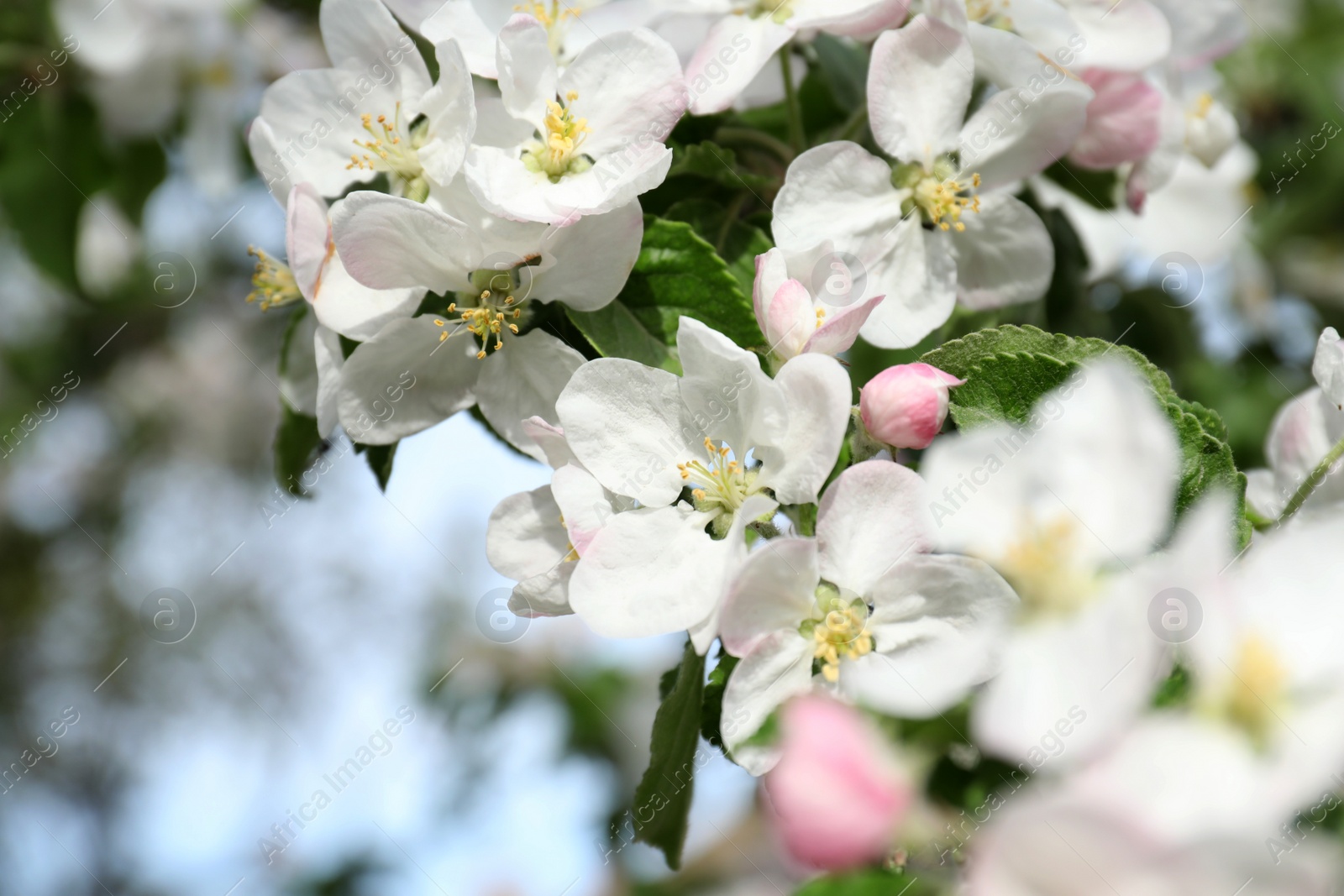 Photo of Closeup view of blossoming quince tree outdoors