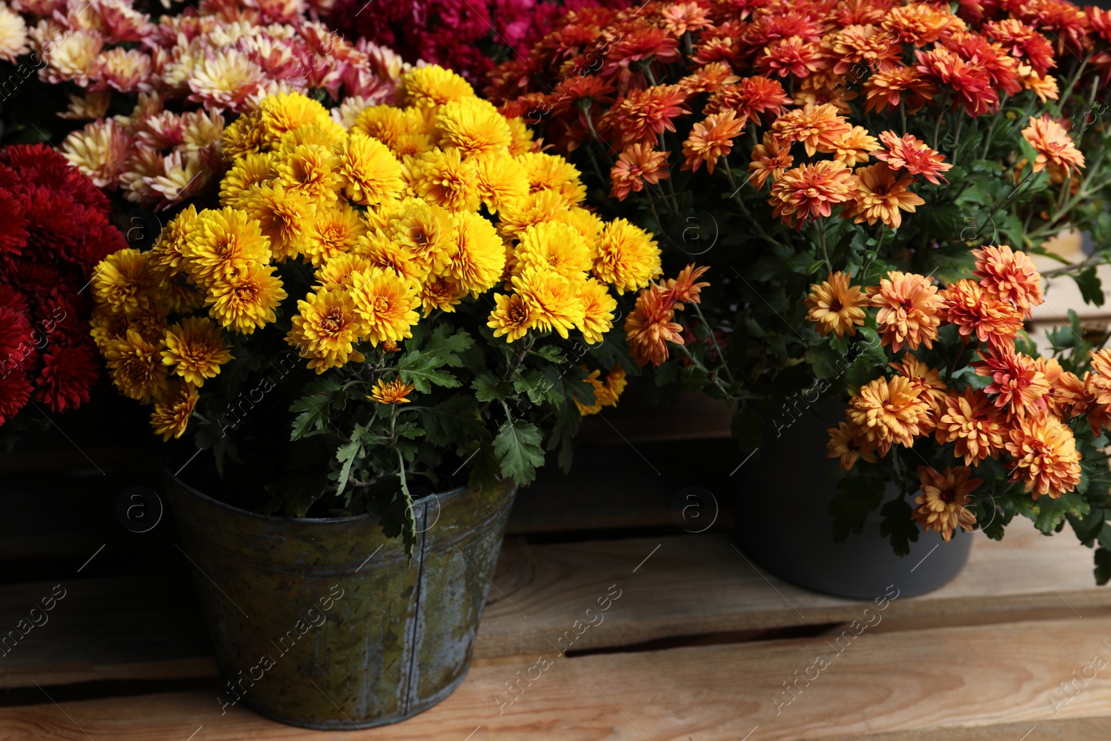 Photo of Beautiful different color Chrysanthemum flowers in pots on wooden pallet