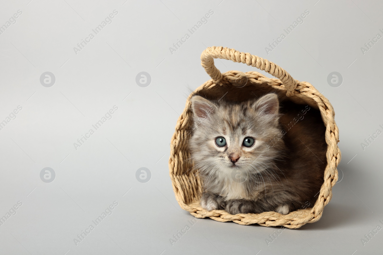 Photo of Cute kitten in wicker basket on light grey background. Space for text