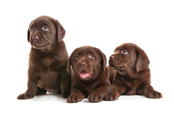 Chocolate Labrador Retriever puppies on white background