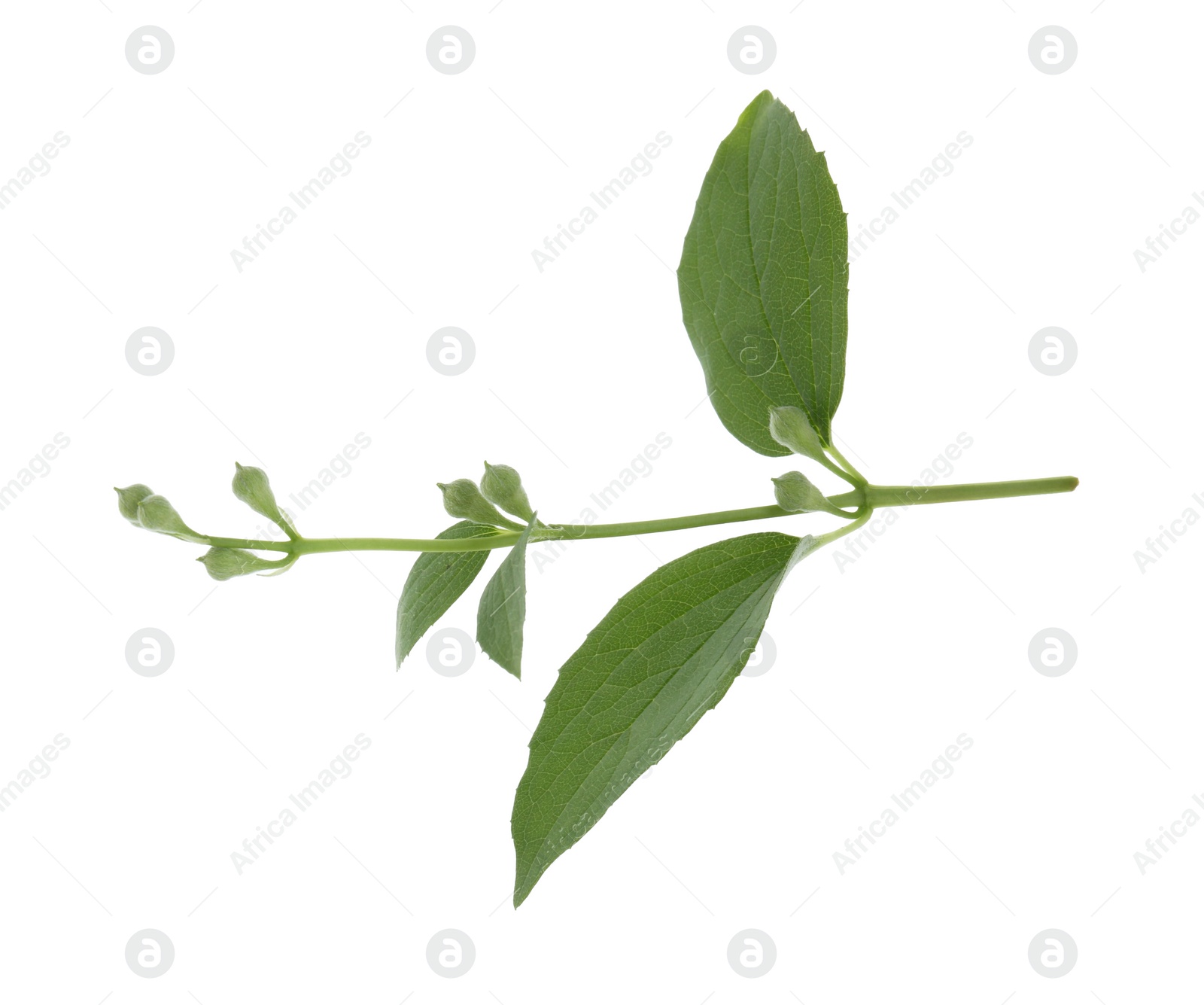 Photo of Jasmine branch with fresh green leaves and buds isolated on white