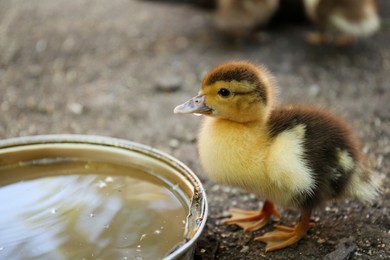 Photo of Cute fluffy duckling near bowl of water in farmyard