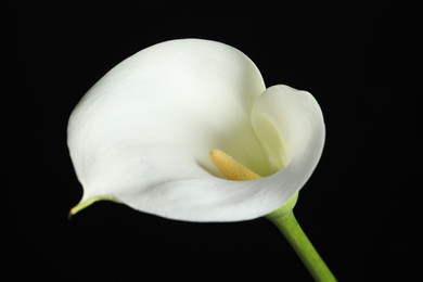 Photo of Beautiful calla lily flower on black background, closeup