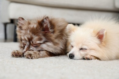 Cute dogs sleeping on carpet at home