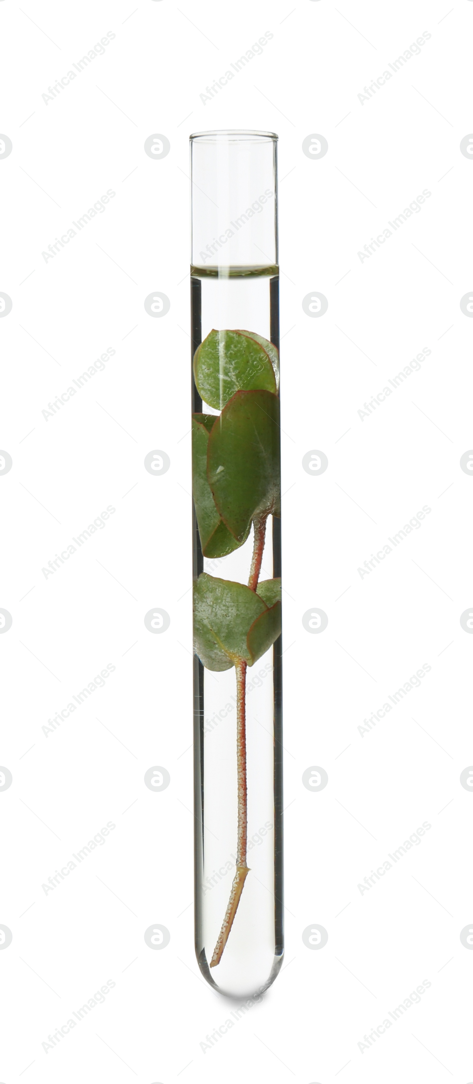 Photo of Eucalyptus plant with green leaves in test tube on white background