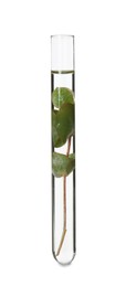 Eucalyptus plant with green leaves in test tube on white background