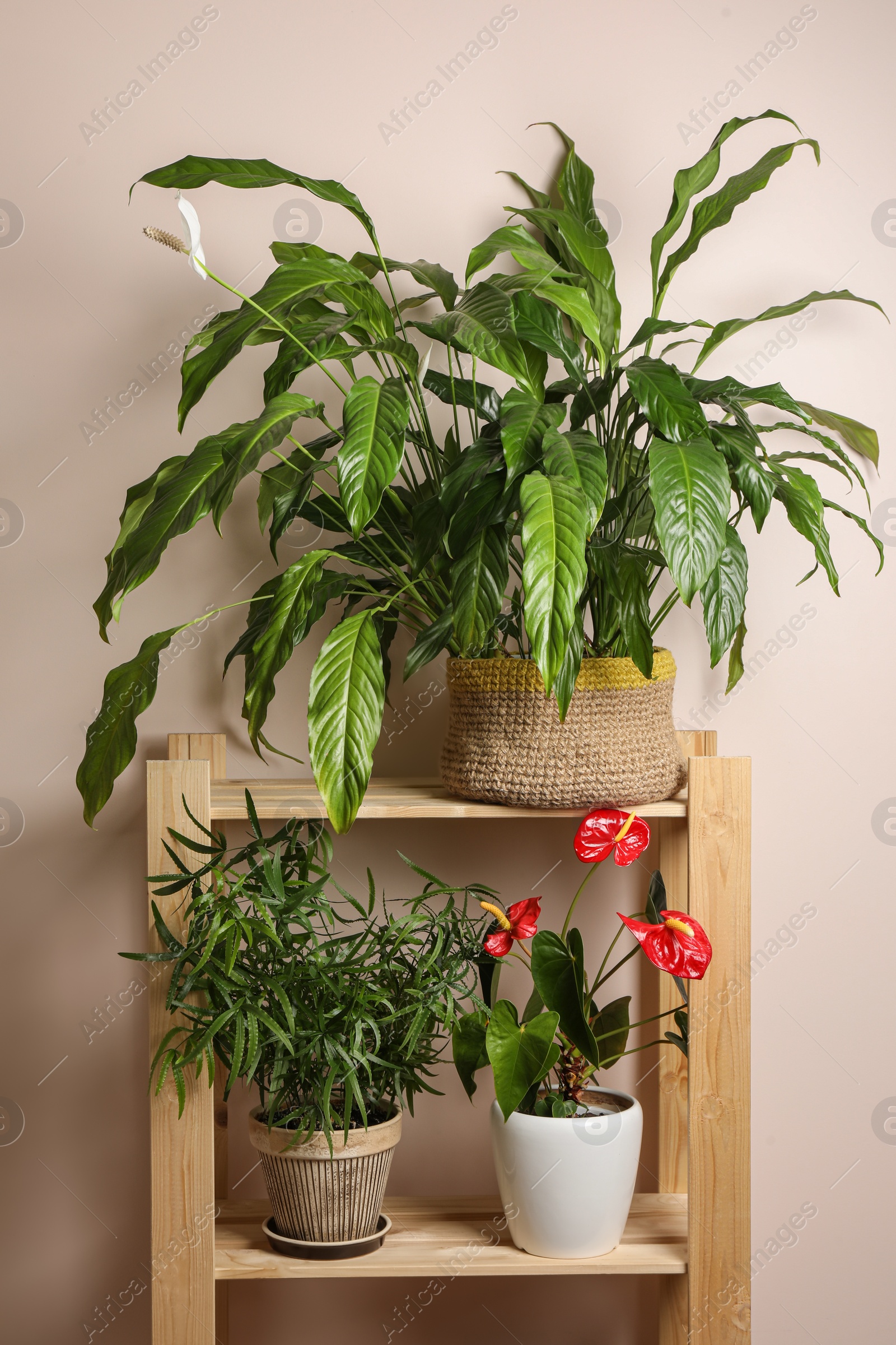 Photo of Beautiful houseplants in pots on wooden rack near beige wall. House decor