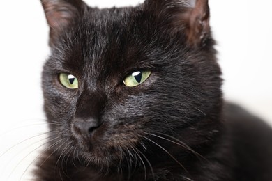 Adorable black cat with beautiful eyes on white background, closeup