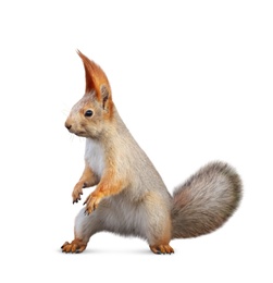 Image of Cute squirrel with fluffy tail on white background