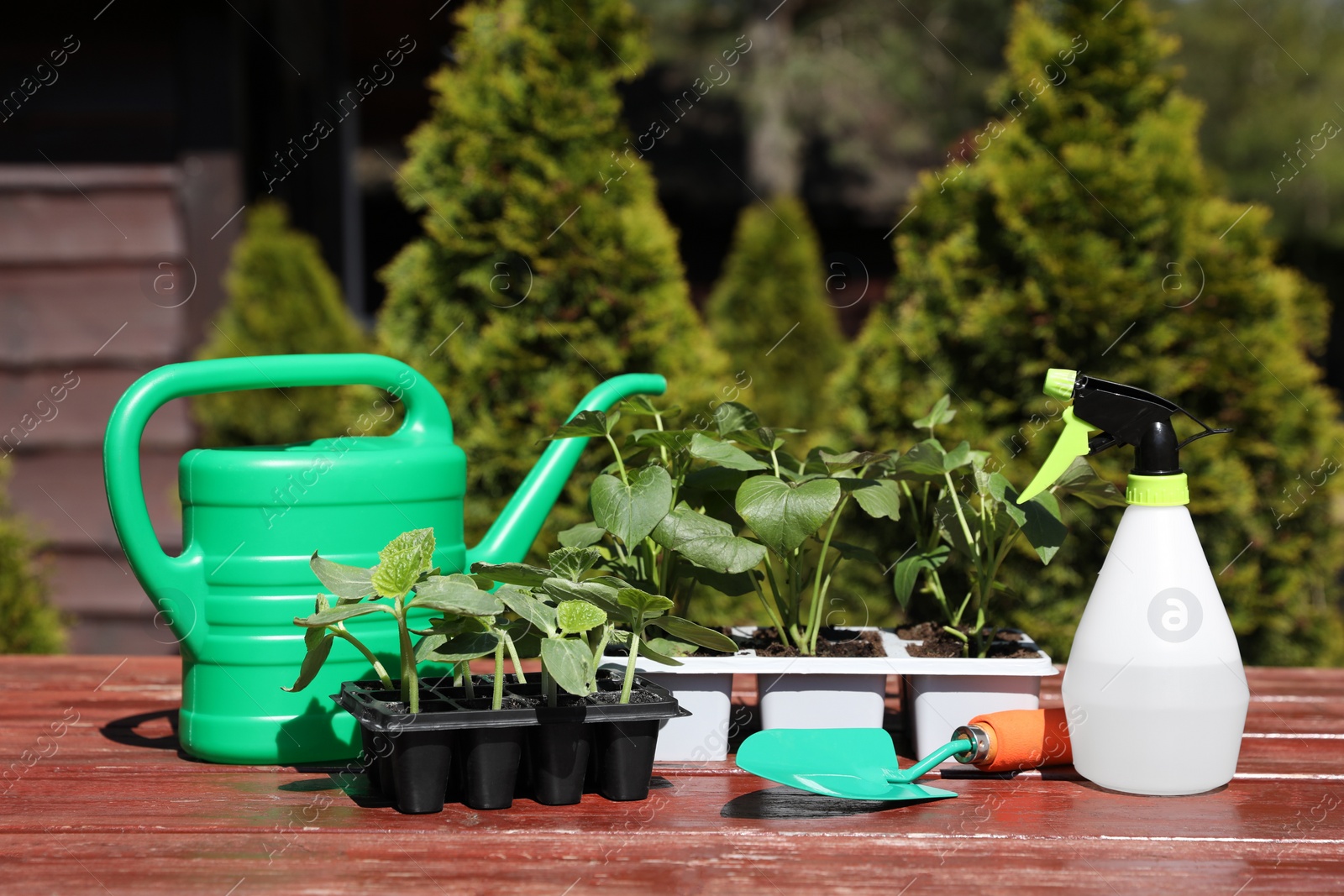 Photo of Seedlings growing in plastic containers, watering can, spray bottle and trowel on wooden table outdoors