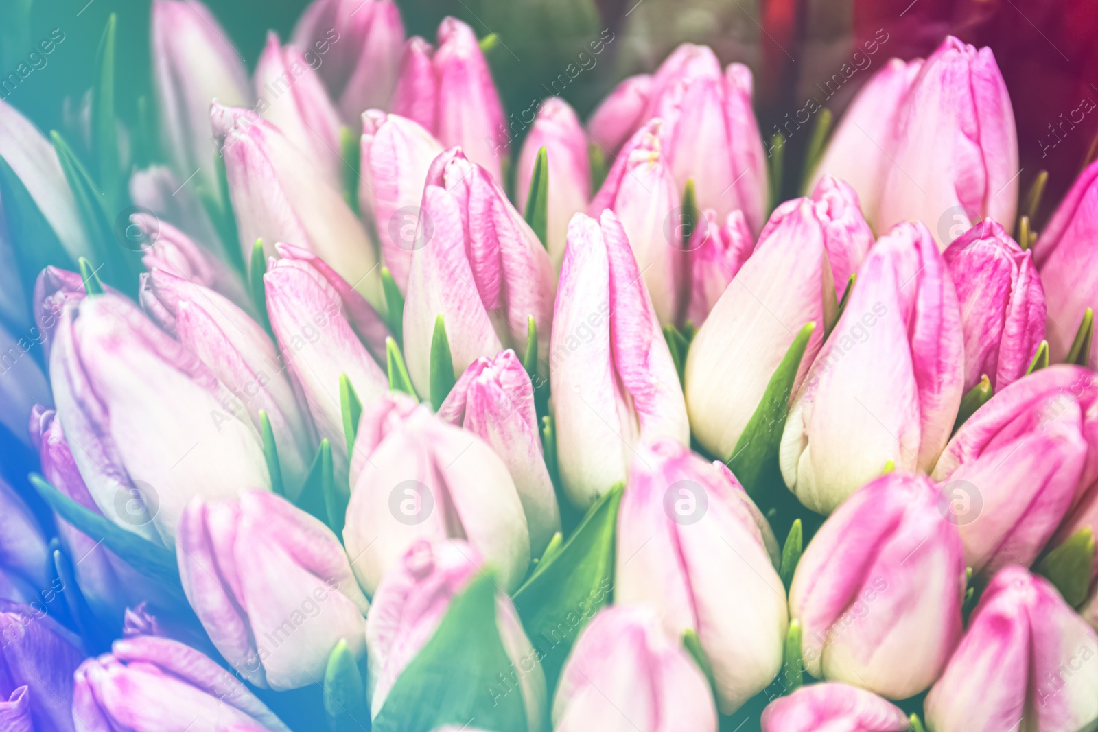 Image of Fresh bouquet of beautiful tulip flowers, closeup