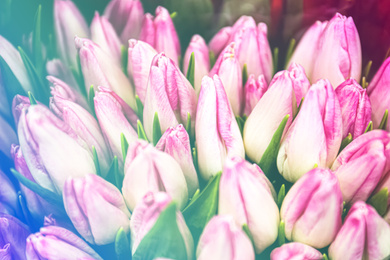 Fresh bouquet of beautiful tulip flowers, closeup