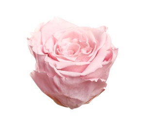 Beautiful pink rose flower isolated on white