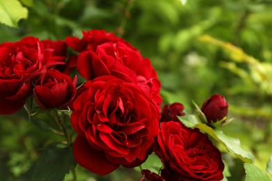 Photo of Beautiful blooming red roses on bush outdoors, closeup. Space for text