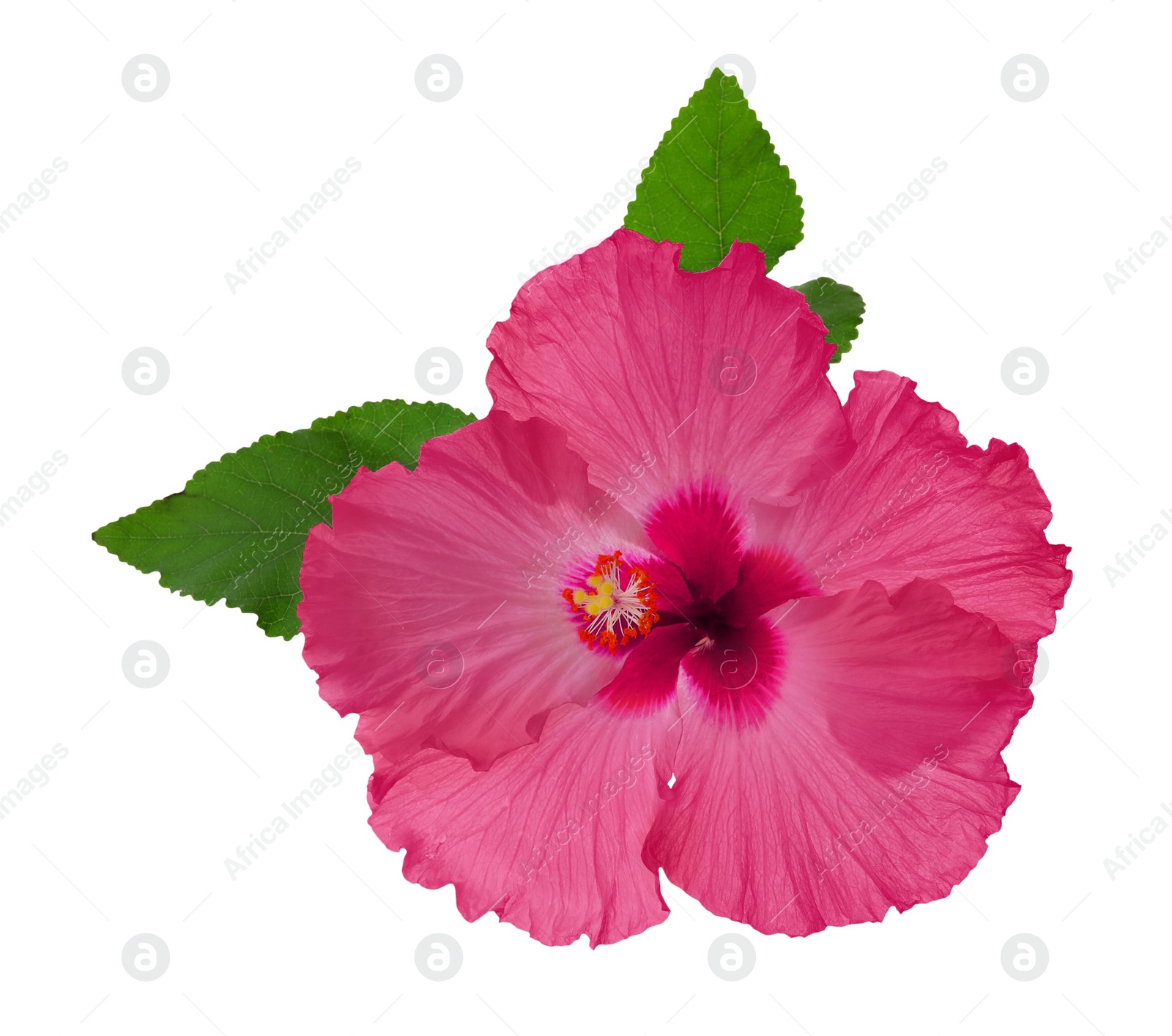 Image of Beautiful tropical hibiscus flower isolated on white 