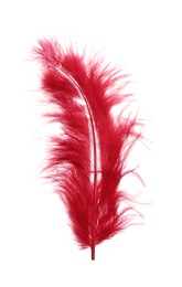 Photo of Fluffy beautiful red feather isolated on white