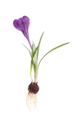 Photo of Crocus plant with purple flower isolated on white