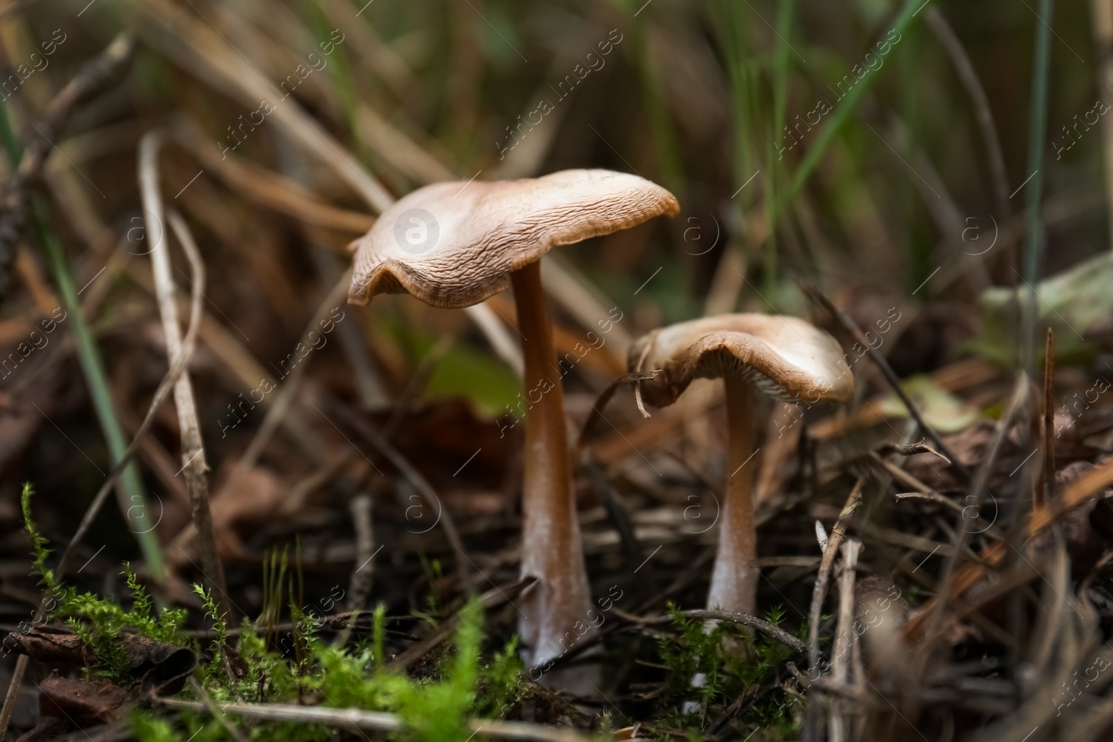 Photo of Mushrooms growing in wilderness on autumn day, closeup