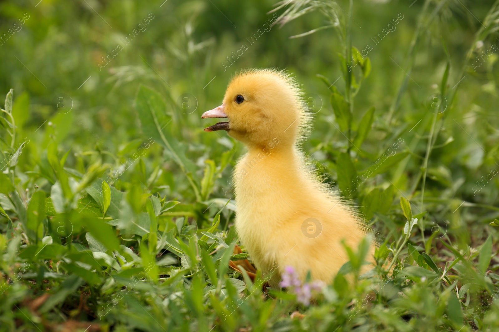 Photo of Cute fluffy duckling on green grass outdoors. Baby animal