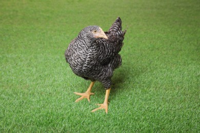 Beautiful chicken on green grass. Domestic animal