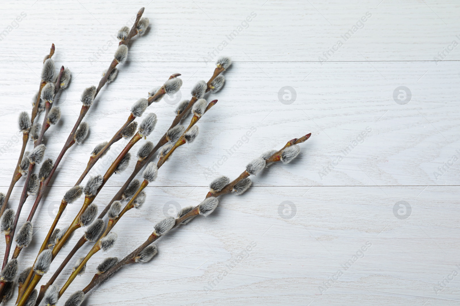 Photo of Beautiful bouquet of pussy willow branches on white wooden background, flat lay