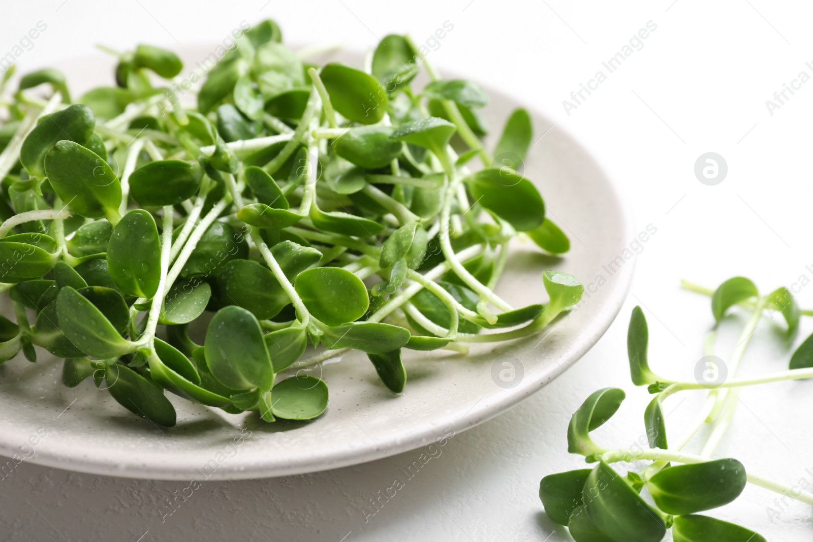 Photo of Plate with fresh microgreen on white table, closeup