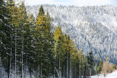 Beautiful view of conifer forest on snowy winter day