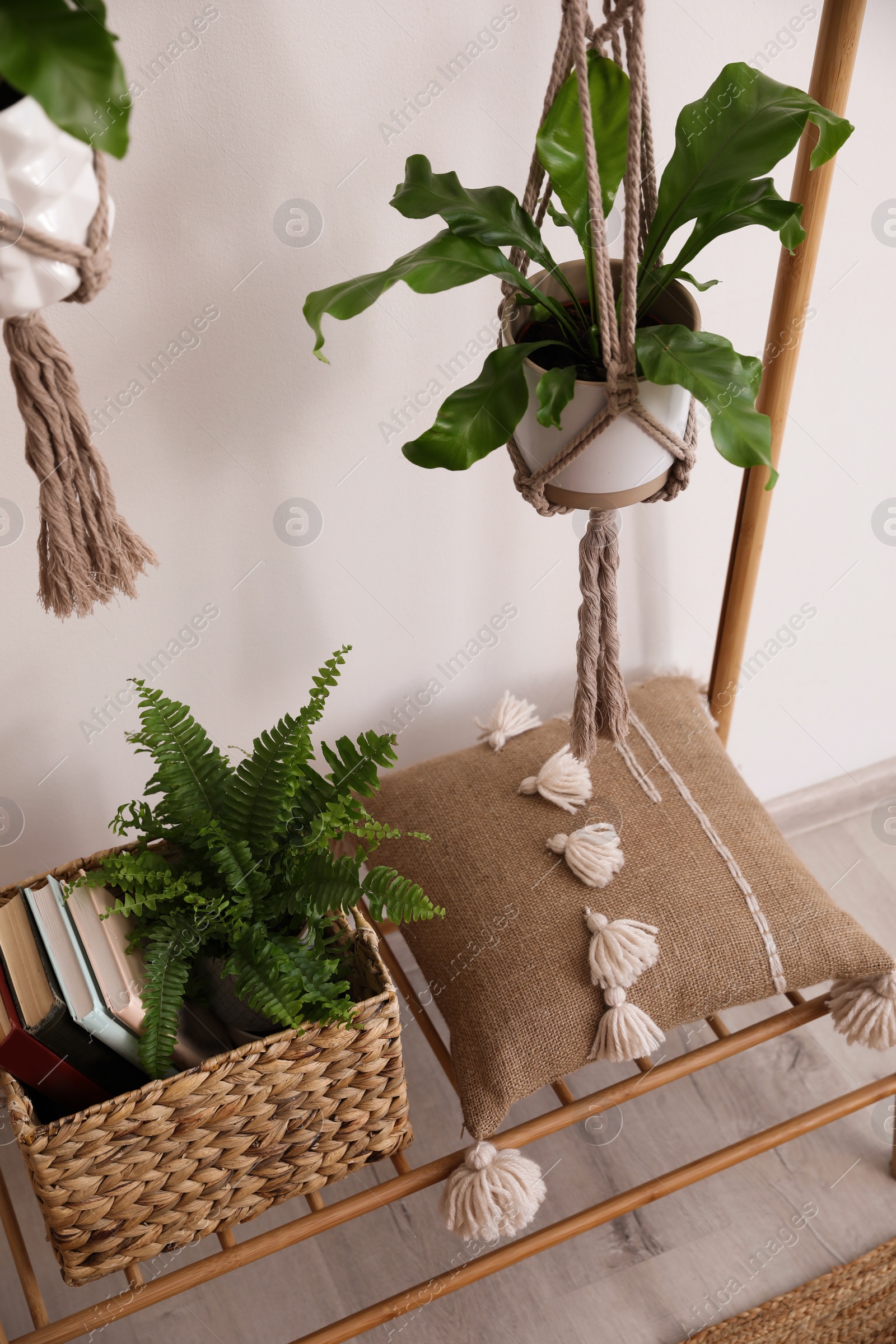 Photo of Beautiful ferns, basket and pillow on wooden rack indoors