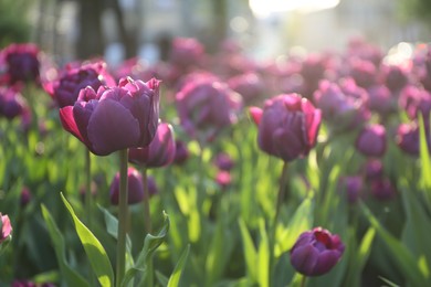 Beautiful purple tulips growing outdoors on sunny day, space for text. Spring season
