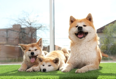 Photo of Adorable Akita Inu dog and puppies on artificial grass near window