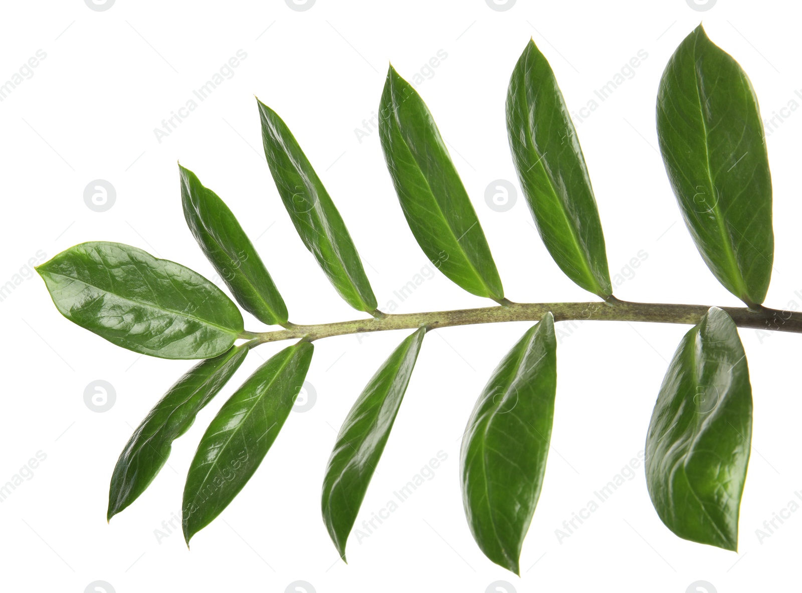 Photo of Branch with fresh green Zamioculcas zamiifolia leaves on white background