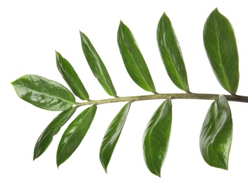 Photo of Branch with fresh green Zamioculcas zamiifolia leaves on white background