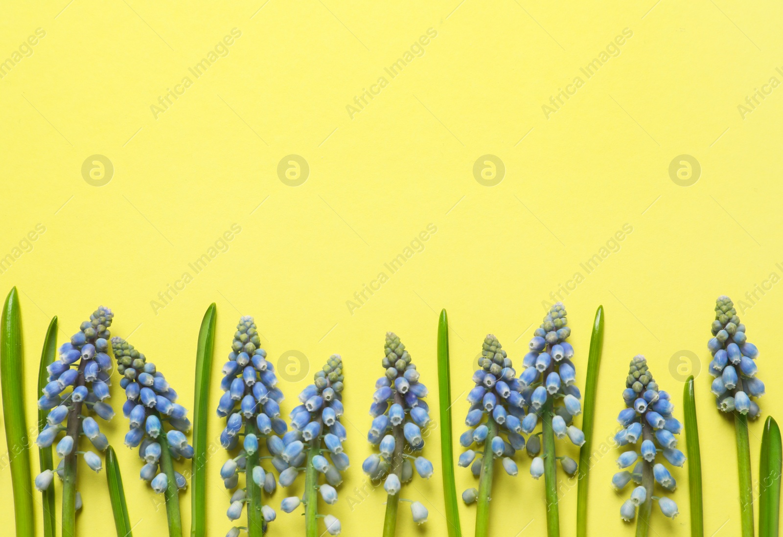 Photo of Spring muscari flowers on color background, top view with space for text