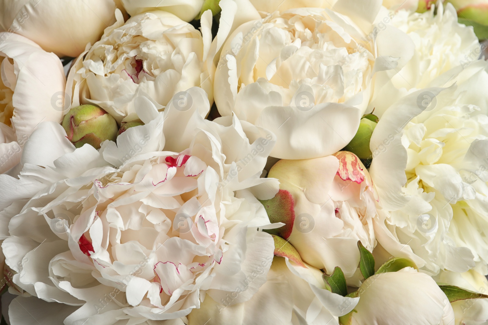 Photo of Fragrant peonies as background, closeup view. Beautiful spring flowers