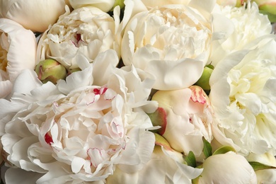 Photo of Fragrant peonies as background, closeup view. Beautiful spring flowers