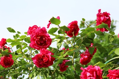 Photo of Green bush with beautiful blooming roses in garden on sunny day