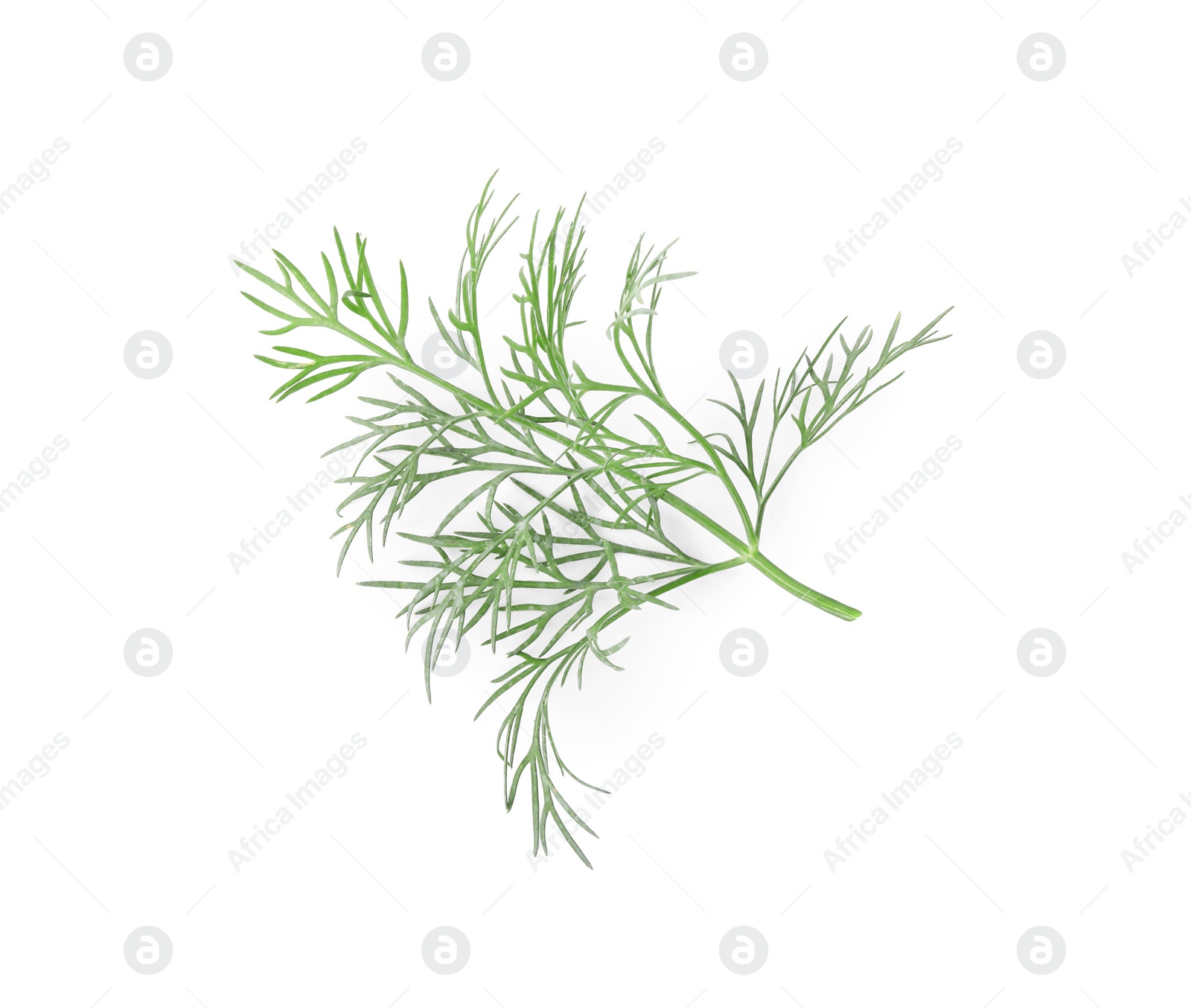 Photo of Sprig of fresh dill isolated on white, top view